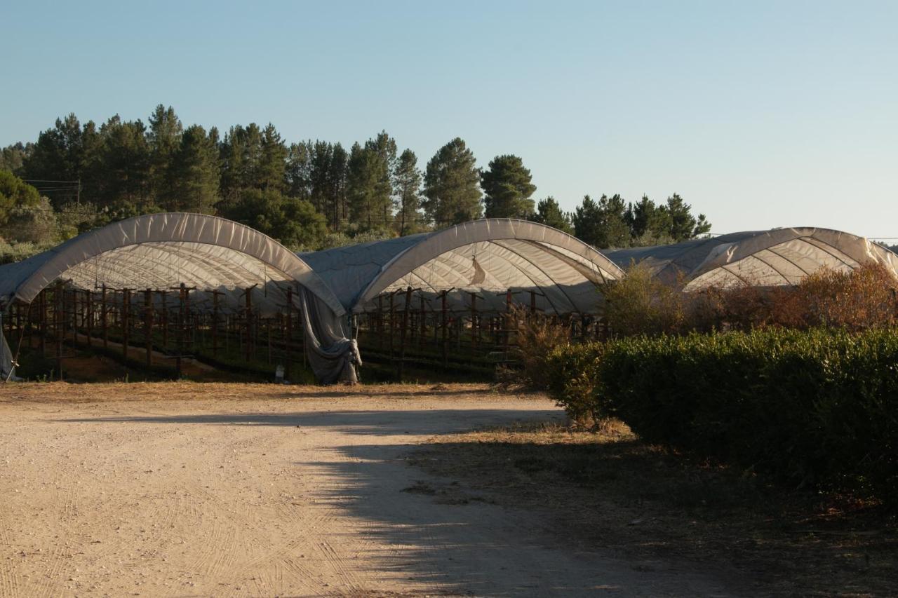 Quinta de SantAna da Várzea Abrantes Exterior foto